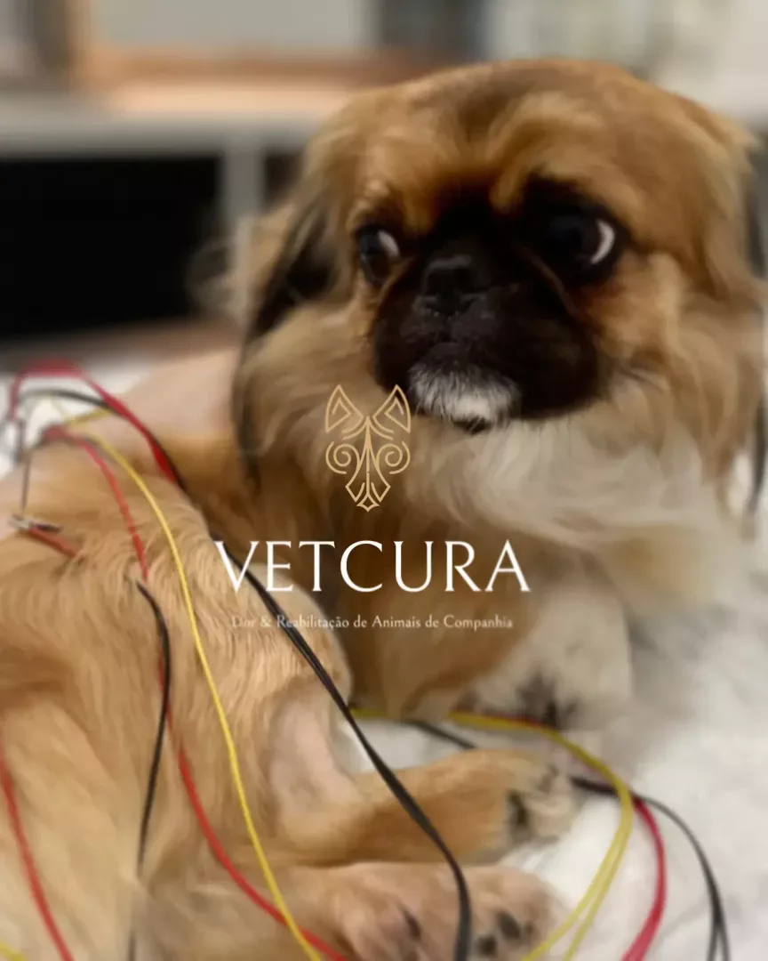 Vetcura