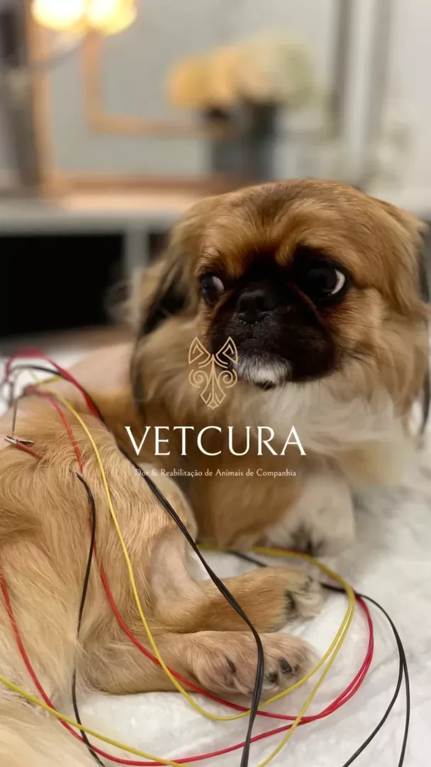 Vetcura