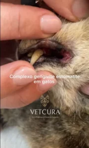 vetcura